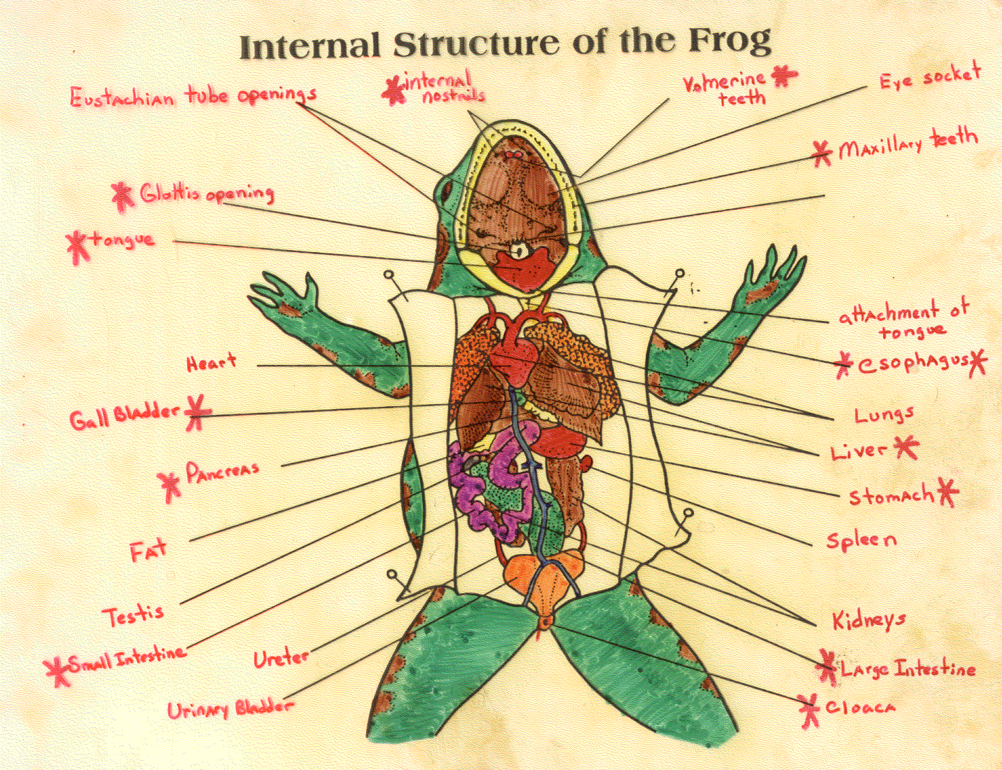 Labeled Picture of a Frog That are Remarkable | Zoe Blog